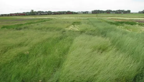 Several plots of tall grass blow in the wind.