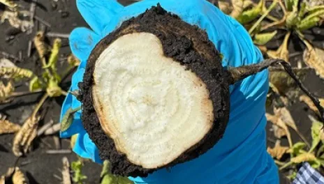 Close up of a sugarbeet cross section