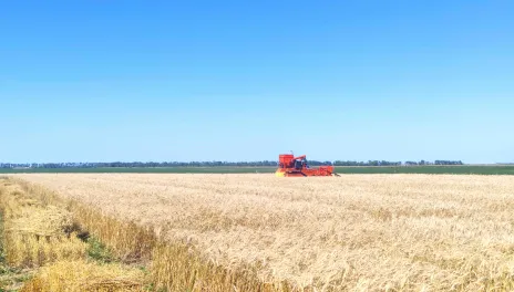 A small red plot combine collects wheat plots on a clear day.
