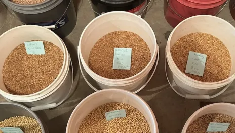 Pails of seed samples