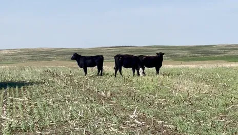 three black angus cows in a cover crop field