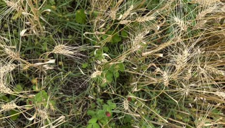 Small green plants with tiny fuschia blossoms cover the ground between rows of dry, tan wheat stalks..clover