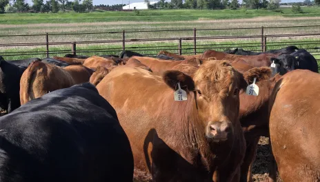 Black and red cattle stand in a feedlot on a summer day.