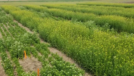 Pennycress and winter camelina, flowering plots.
