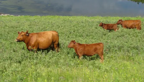 Water | NDSU Agriculture