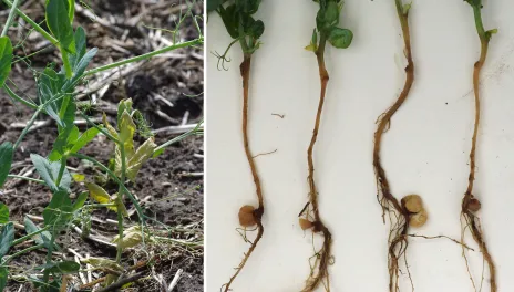 Left: a healthy field pea plant next to a diseased field pea plant. Right: four washed root samples display varying levels of disease.