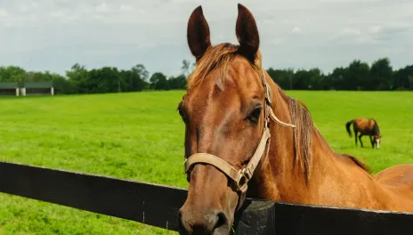 A brown horse leans over a black fence, surrounded by green grass. Another brown horse grazes in the background.