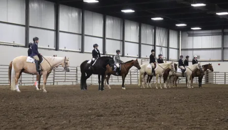Horse Judging