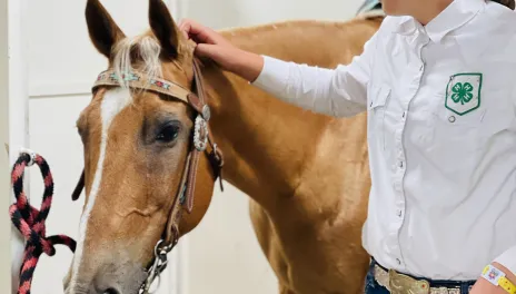 Hippology Contest Image for website