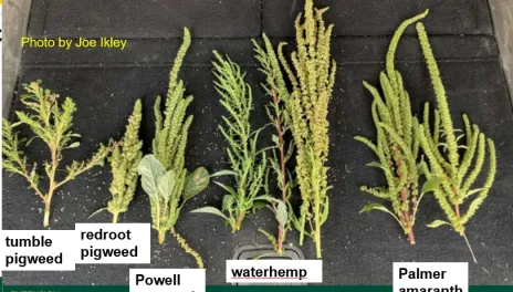Green seed structures from pigweed plants are displayed for comparison.  