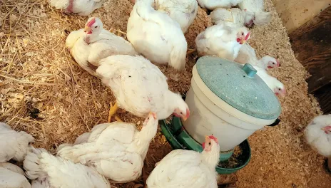 White broiler chickens gathered on wood shavings around a plastic feeder inside a coop