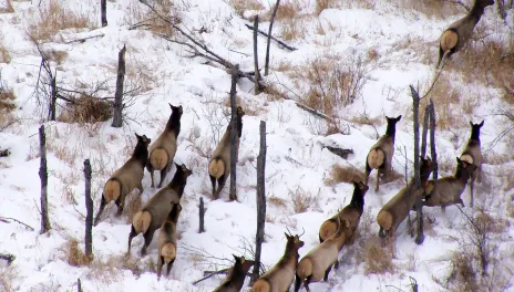 A herd of elk moving uphill through snow-covered ground and scattered trees.