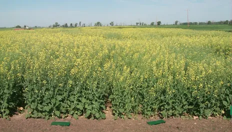 Identifying signs lay face down in front of canola plants with yellow blossoms.