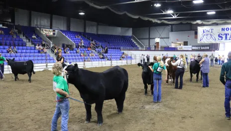 NDSF livestock shows