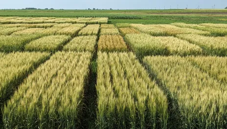 Field of green surrounding golden wheat plants in individual rectangle plots.