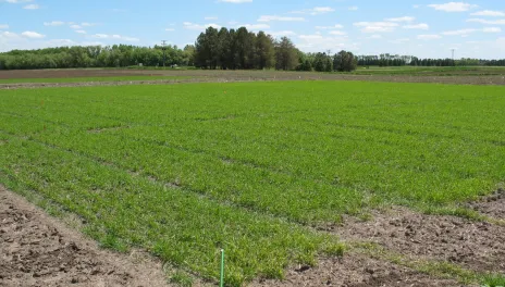 Spring wheat plants, about 8 inches tall, are separated into trial plots in a research field at the Carrington Research Extension Center.