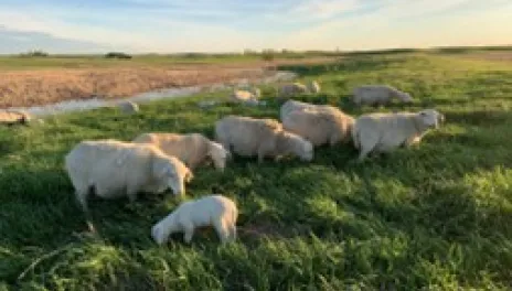 White sheep grazing in a green grass pasture by a nearby water body.)