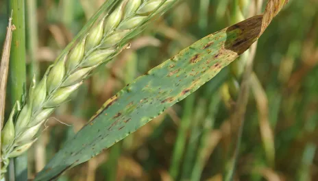 rust on a wheat leaf