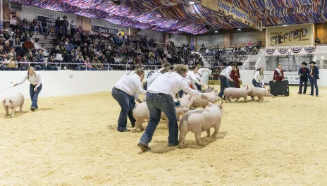 Showing pigs in a arena pen
