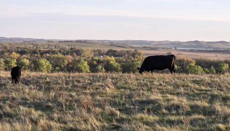 A cow-calf pair graze in a pasture.