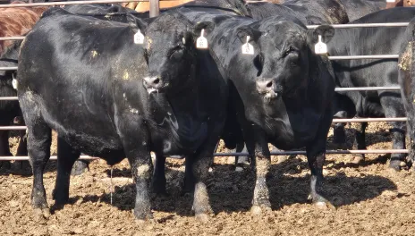 Black cattle standing in a feedlot