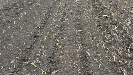 Several rows of corn seedlings