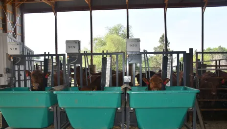 Three steers stand at teal-green smart feeders.