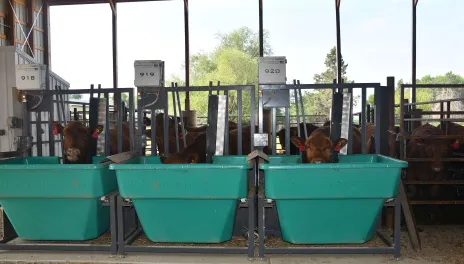 Steers in a feeding trial at the CREC Smart Feed facility.