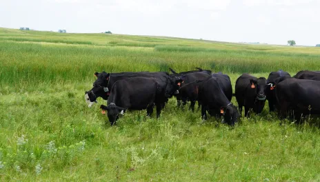Group of cows herded in field by virtual fence