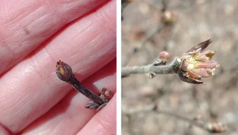 Two images of haskap buds taken on the same day. The Japanese haskaps are tiny and closed; the Russian buds are larger and open. 