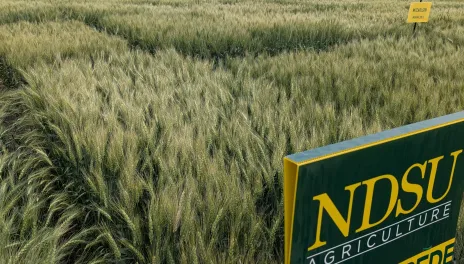 A field with ND Stampede wheat