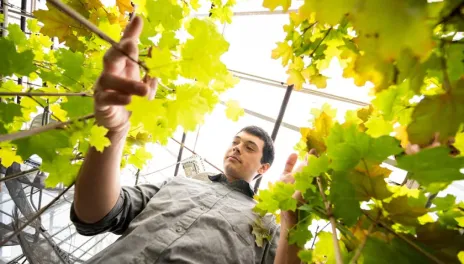 Student doing tree research