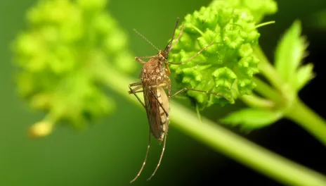 North Dakota is home to over 40 species of mosquito, including the ever-popular inland floodwater mosquito.