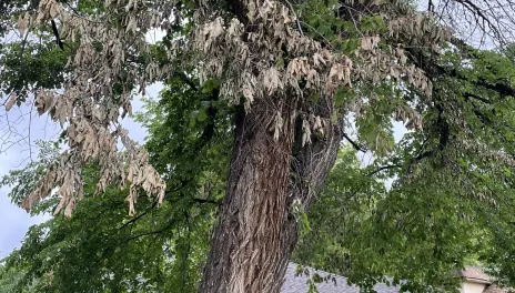 An American elm in Bowman, North Dakota, shows symptoms of Dutch elm disease.