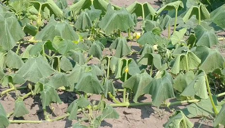 Extreme heat is causing cucumber vines to wilt. 