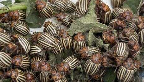 Colorado potato beetles are notorious for developing resistance to many insecticides. 