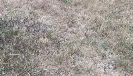 Cool-season grasses go dormant in hot temperatures, making them turn brown.