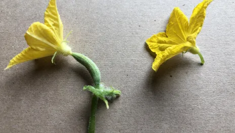 Cucumber plants produce separate female flowers (left) and male flowers (right).