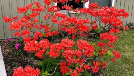 Fireflare Orange azalea