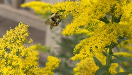 Showy Goldenrod is easy to grow and works well in pollinator gardens, prairie plantings, and naturalized and traditional landscapes.