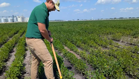NDSU researcher in field with shovel looking at crops