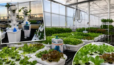 Controlled environment agriculture offers opportunities to improve food security, resource efficiency and production resilience in North Dakota.