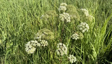 NDSU Extension specialists encourage producers to scout for spotted water hemlock before cutting hay.