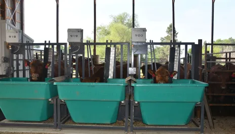 The Carrington Research Extension Center will celebrate the opening of the Smart Feed Facility by showcasing the building, equipment and the first research project being completed with the new system.