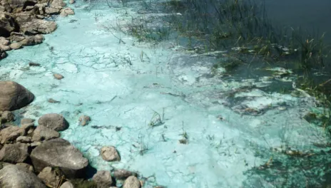 Cyanobacteria is often found in stagnant ponds or dugouts with elevated nutrient levels, forming large colonies that appear as scum.