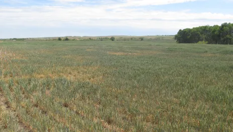 Forages and other crops can accumulate nitrate during a drought.
