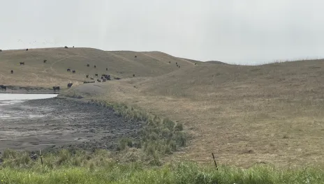 Allowing pasture and rangeland to recover this fall or next spring will improve these grazing resources’ ability to recover from the drought.
