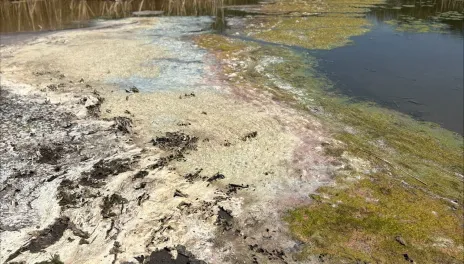 Cyanobacteria blooms can be exacerbated by prolonged high temperatures and stagnant water.