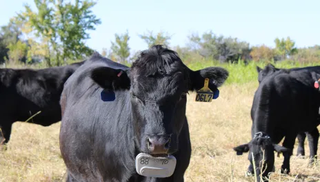 Virtual fencing systems use digital fence boundaries with GPS-enabled collars or ear tags to manage grazing animal movement. 