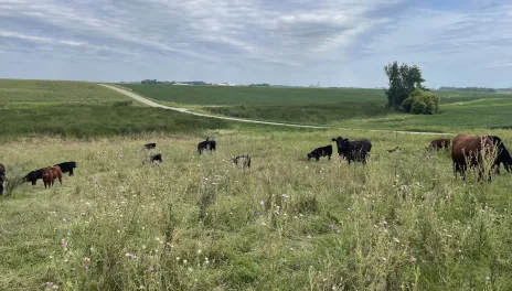 Cattle producers should contact their local veterinarian to determine the best response for their herd.
